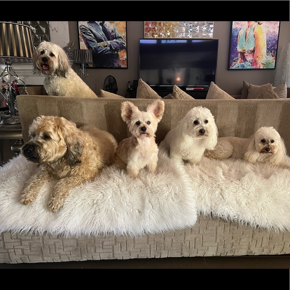 ⭐️Posh Ambassador II ⭐️ - Picture 13 of 16